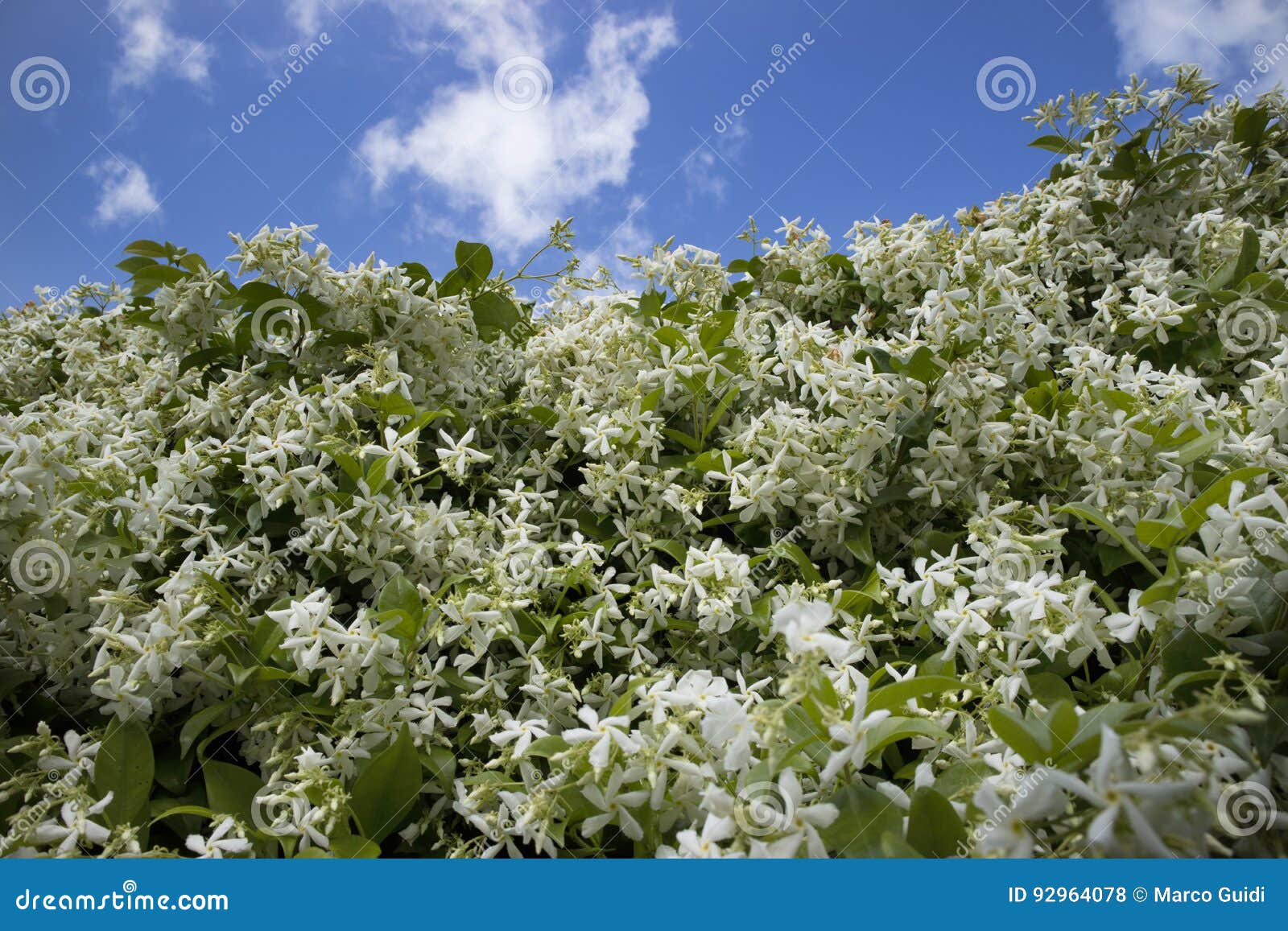 The white jasmine flower stock photo. Image of fence 92964078