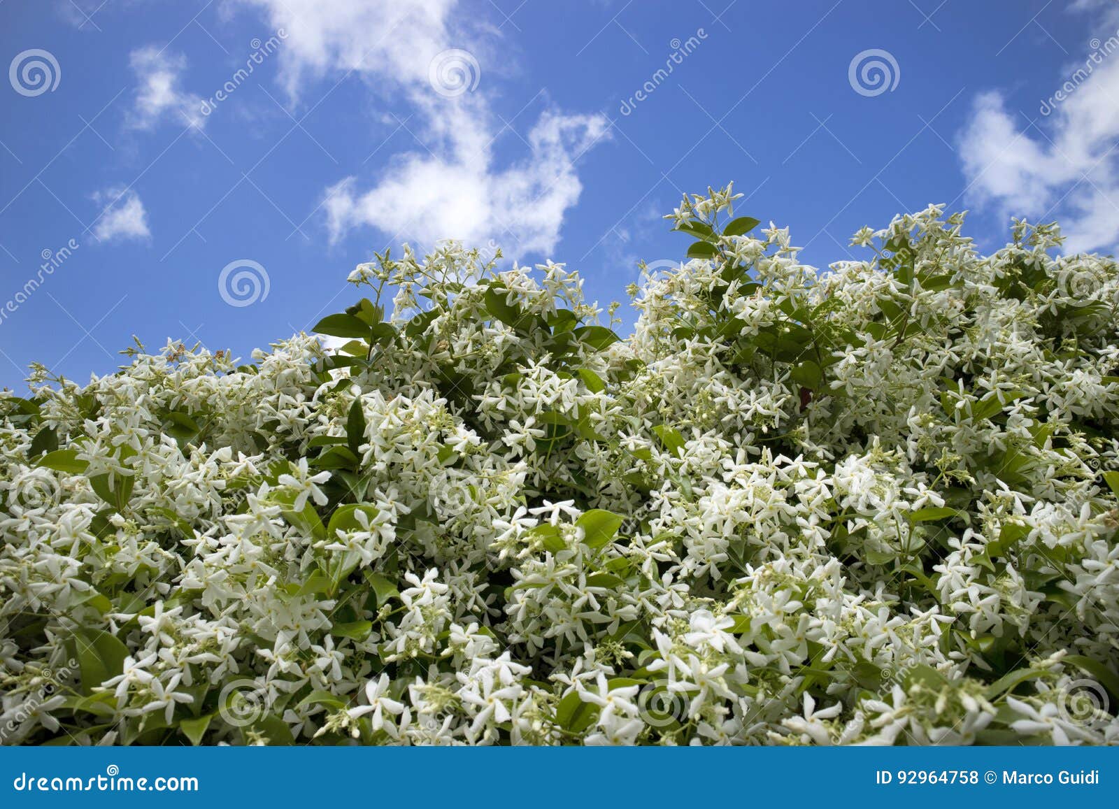 The white jasmine flower stock photo. Image of garden 92964758