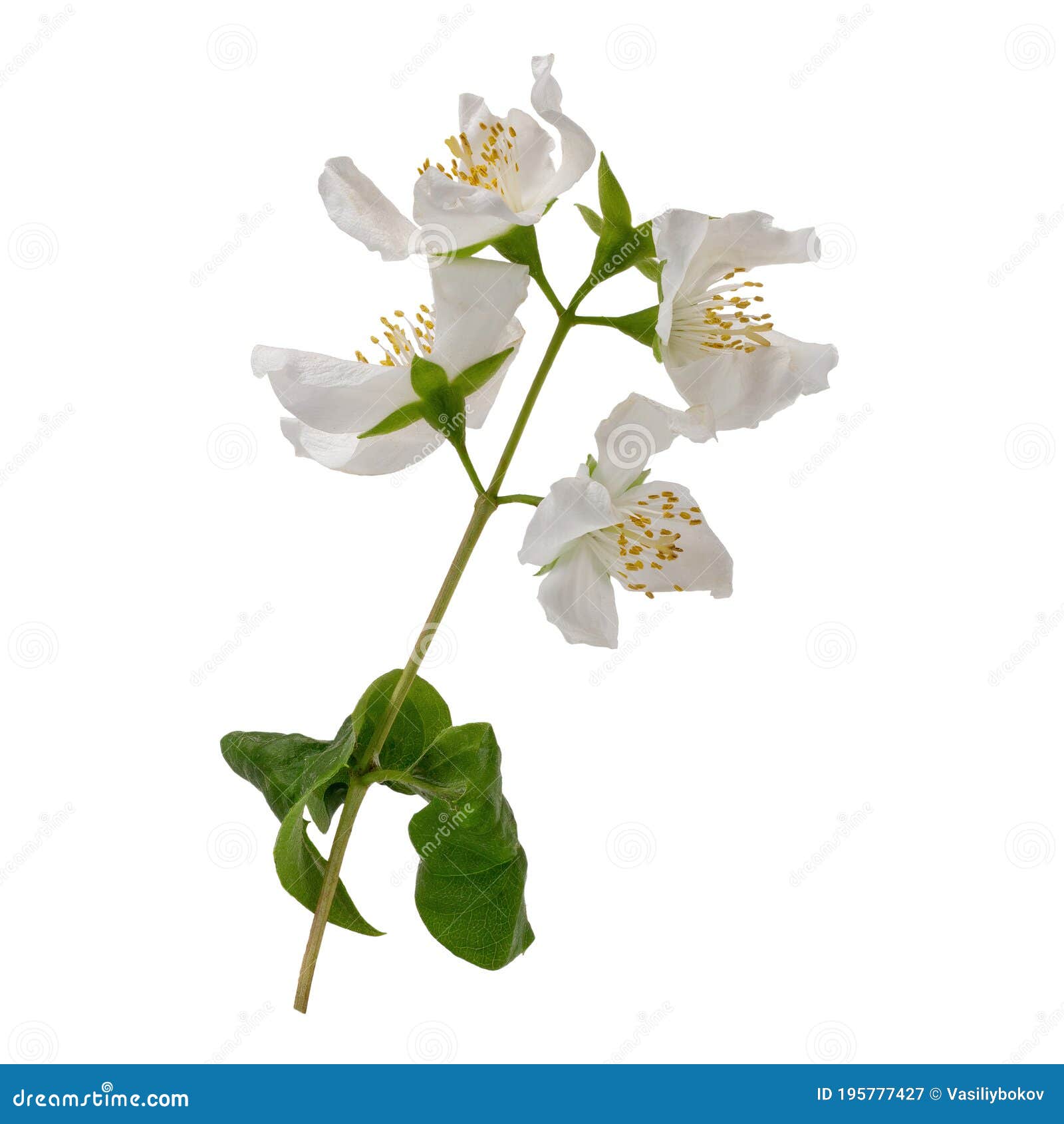 White Jasmine Flowers Branch, Jasmine Flowers, Leaves Stock Image
