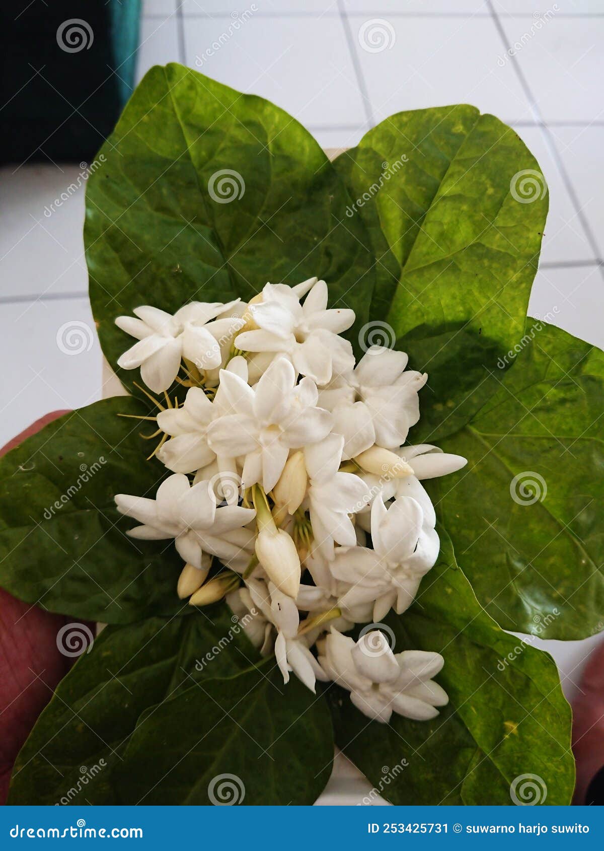 White Jasmine Flowers are Fragrant and Beautiful Stock Image Image of branch, bloom 253425731