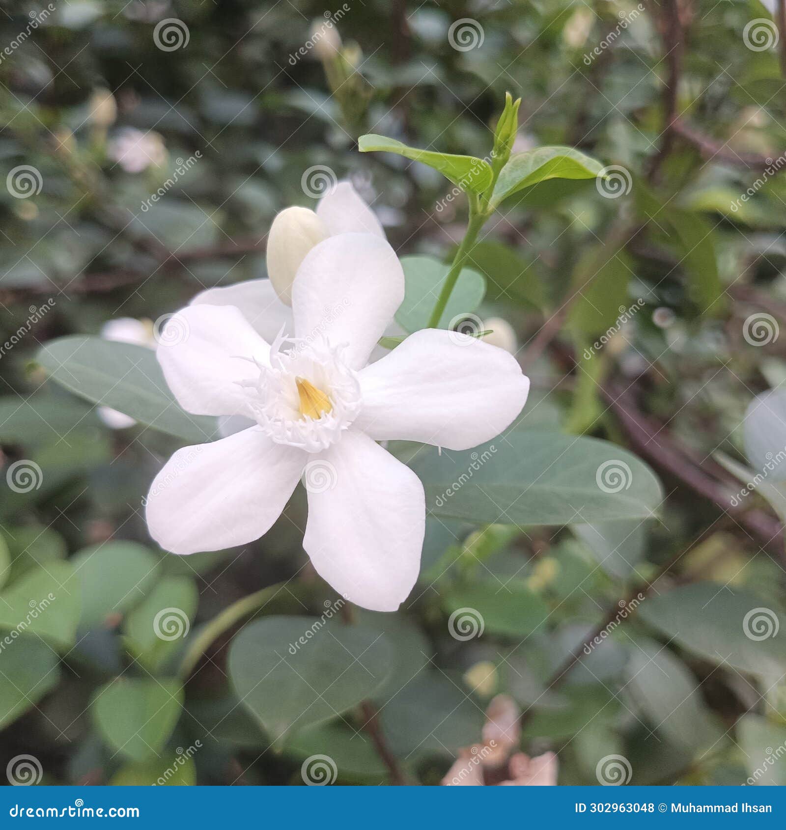 White Jasmine Flowers in the Home Garden Stock Photo Image of wildflower, leaf 302963048