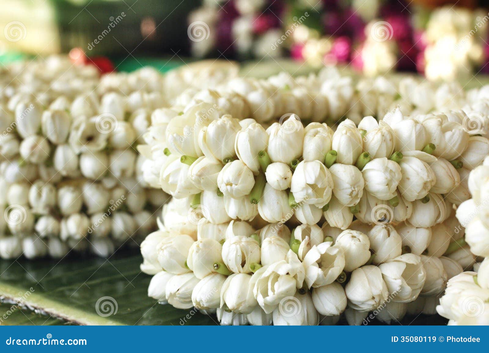 White Jasmine Garland Royalty Free Stock Images Image 35080119