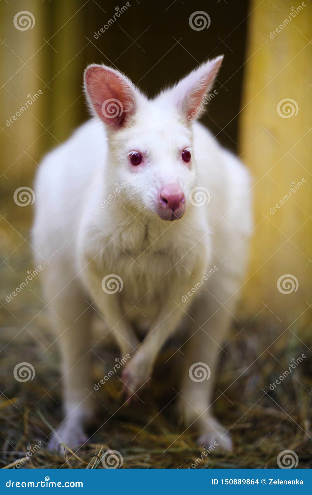 Tưởng tượng một con Kangaroo trắng biến thành người bạn đồng hành, khi bạn khám phá thế giới của khu vực vườn thú. Tất cả mọi thứ cũng sẽ trở nên sáng sủa hơn khi có nét đặc trưng đầy nghị lực của loại động vật này.