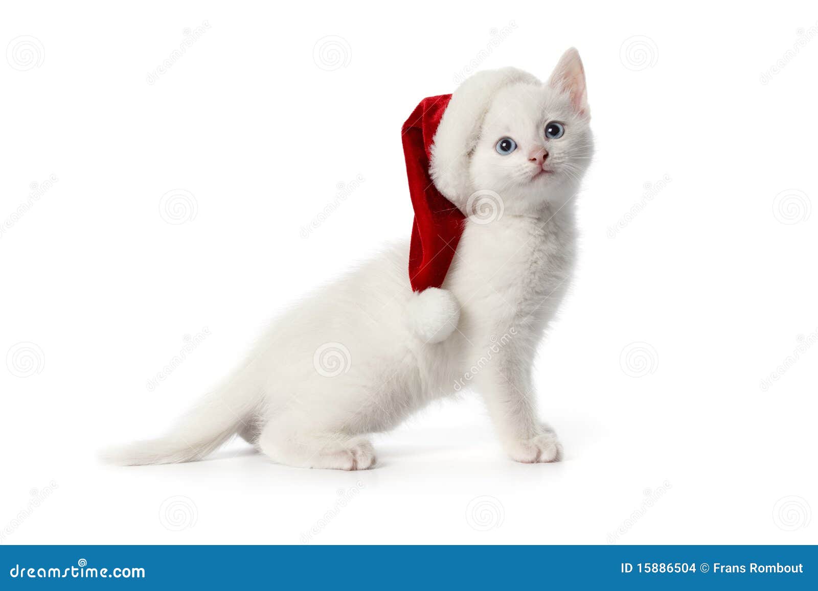 White Kitten With Blue Eyes And Christmas Hat Stock Photo Image Of White Blue