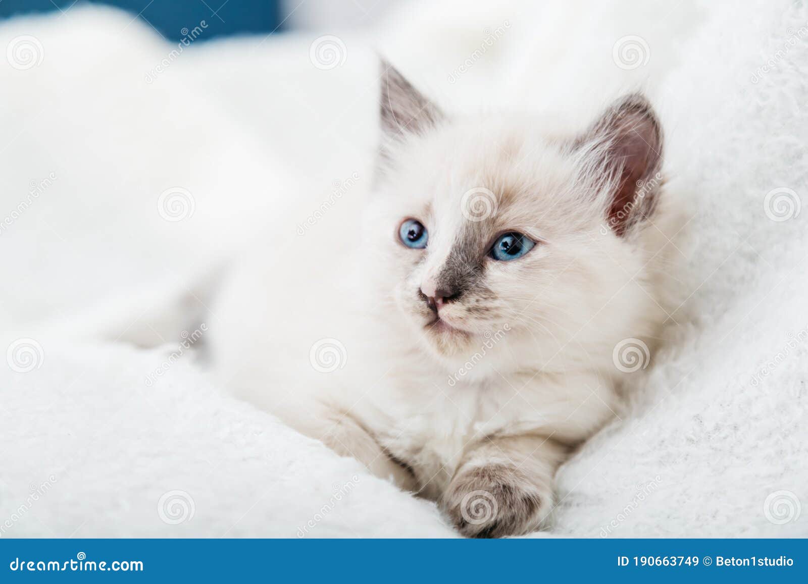 White Kitten with Blue Eyes. Portrait of Beautiful Fluffy White ...