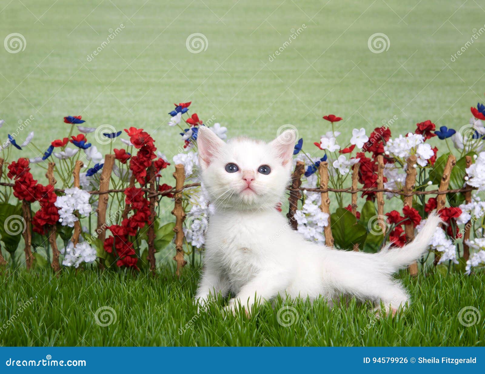 white kitten in a flower garden stock photo - image of kitty, studio