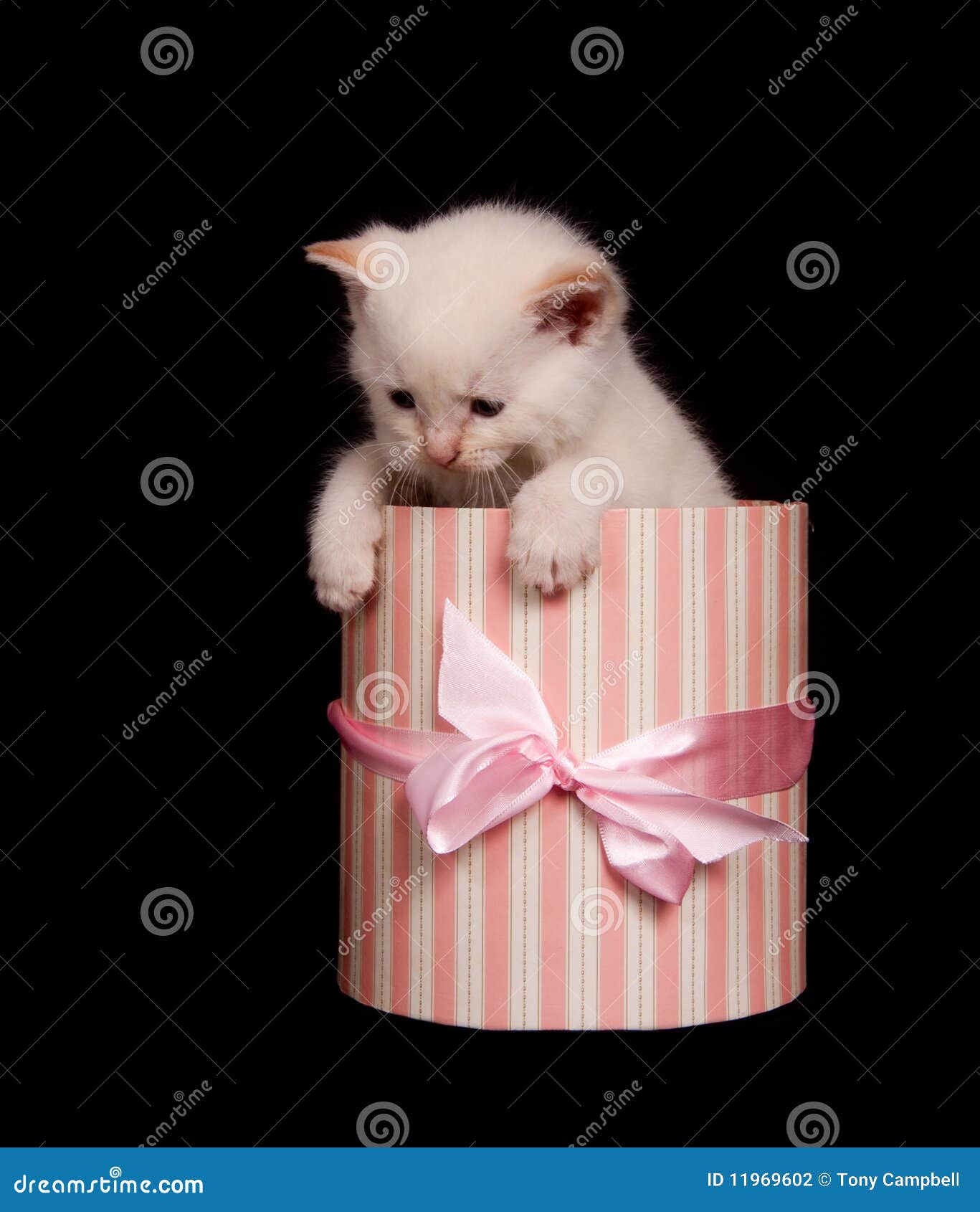 White kitten in a gift box stock photo. Image of kitten 11969602