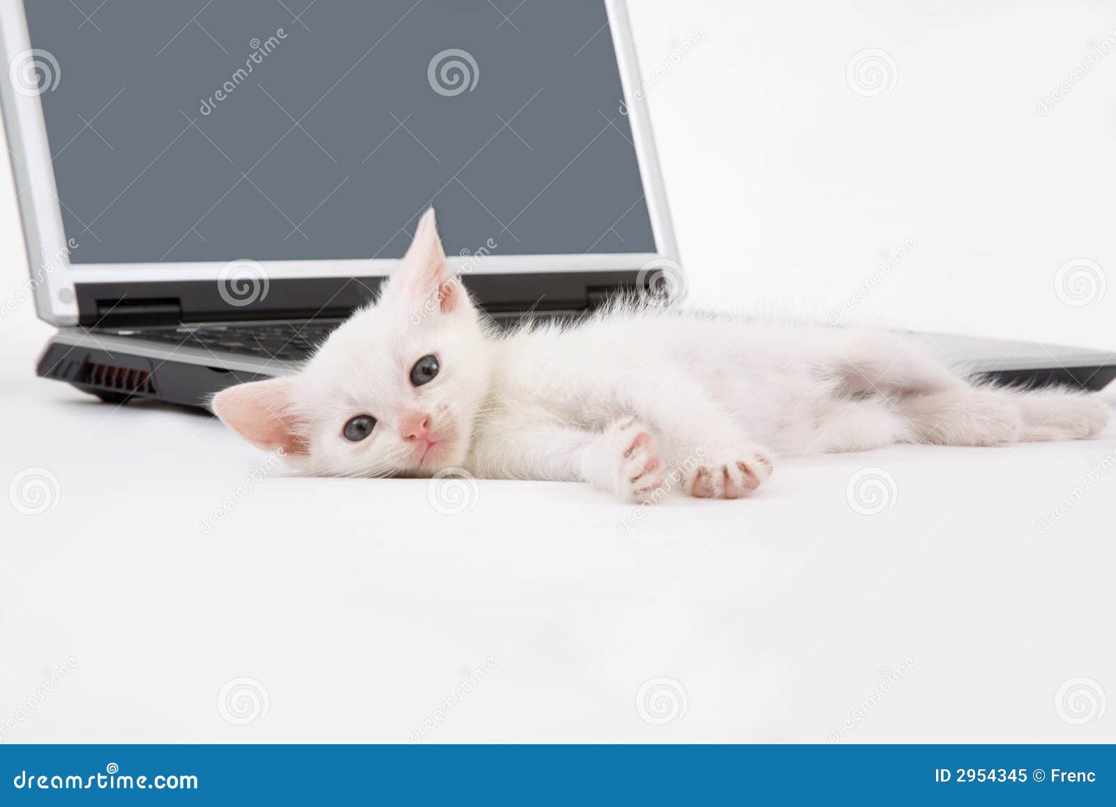 White kitten and a laptop stock image. Image of paying 2954345