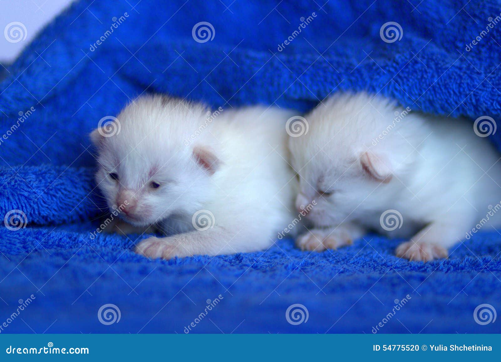 White kitten stock photo. Image of blanket, domestic 54775520