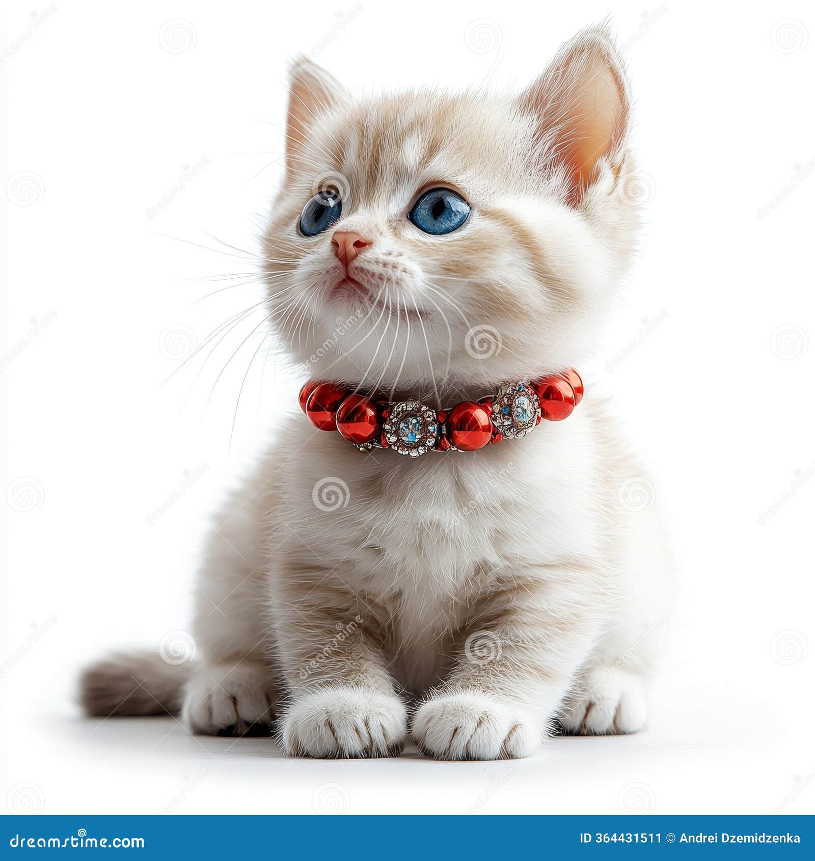 Pet Ragdoll Cat Fairy Cat Beauty Competition Level Bow Sweet Photo  Background And Picture For Free Download - Pngtree, image size:1600x1690