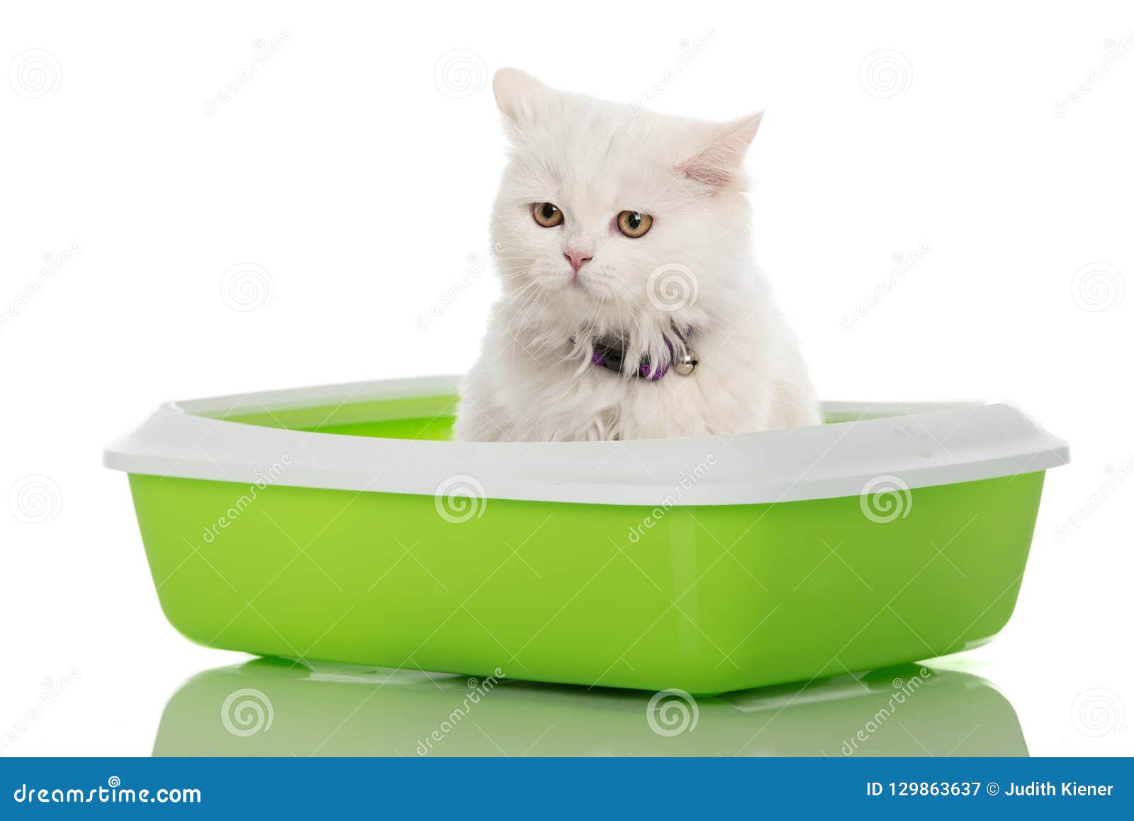 White Kitten Sitting in a Litter Box Stock Image Image of looking, persian 129863637