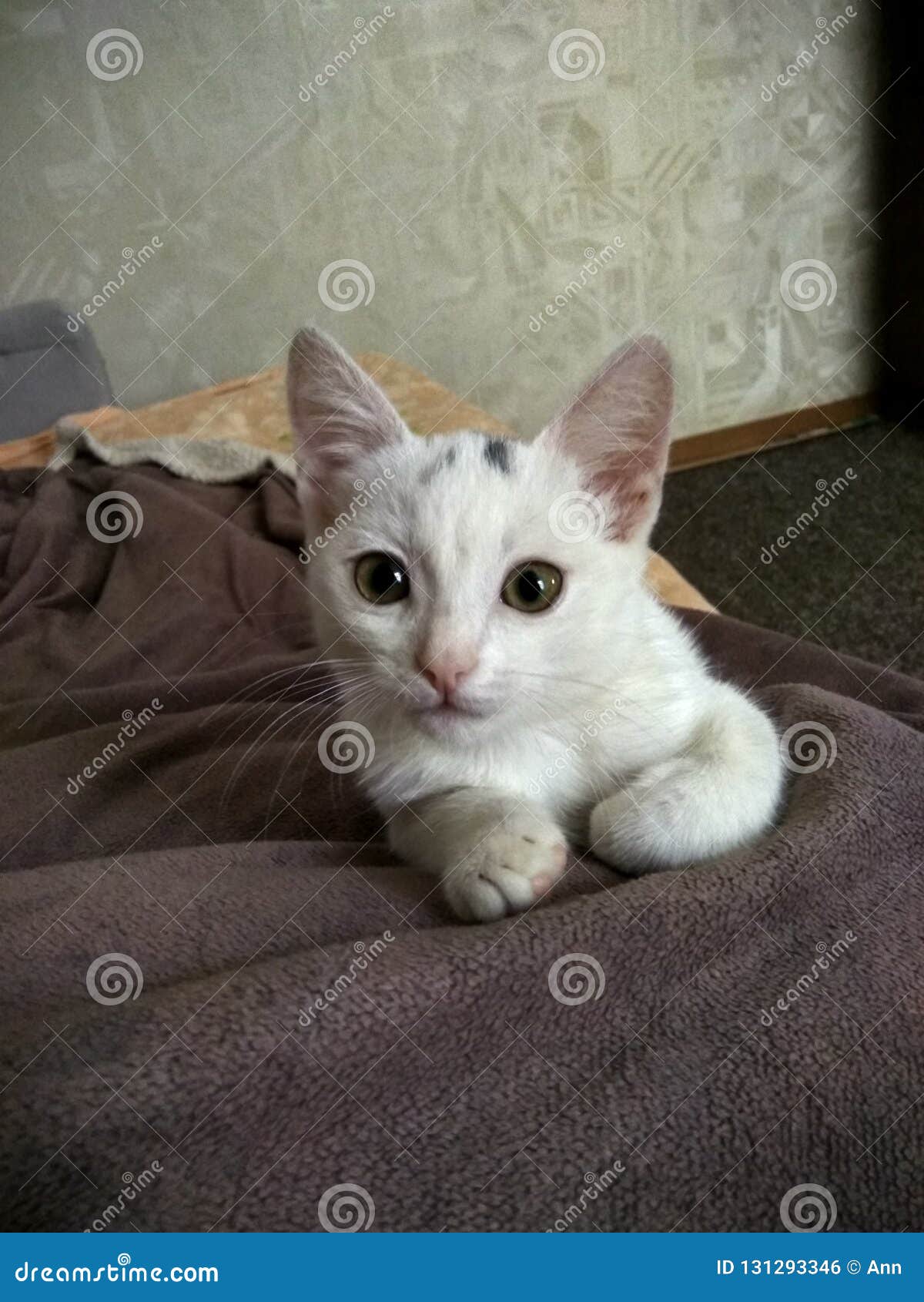 White kitty stock photo. Image of little, white, kitten 131293346