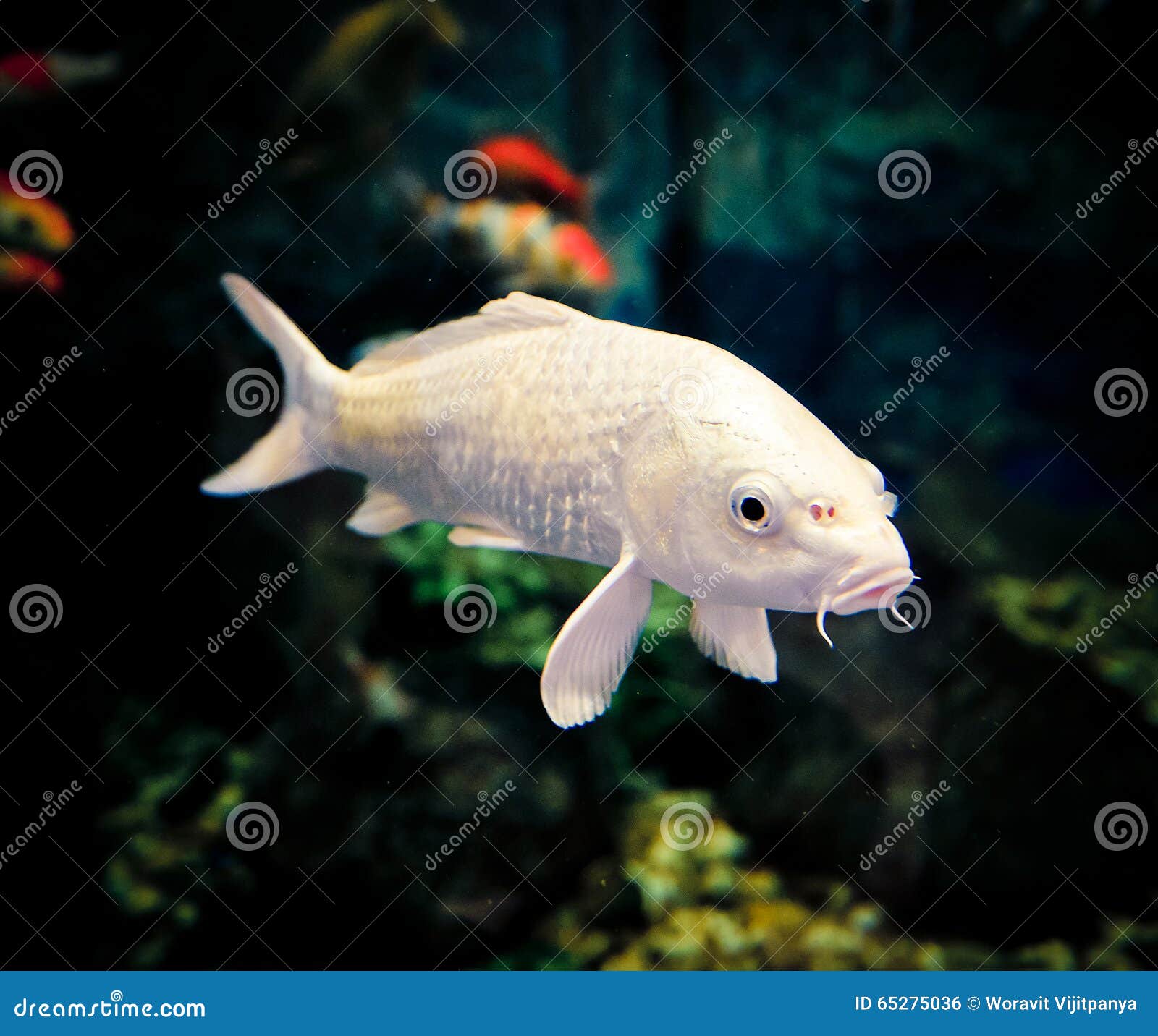 aquarium white carp fish aquarium white carp fish
