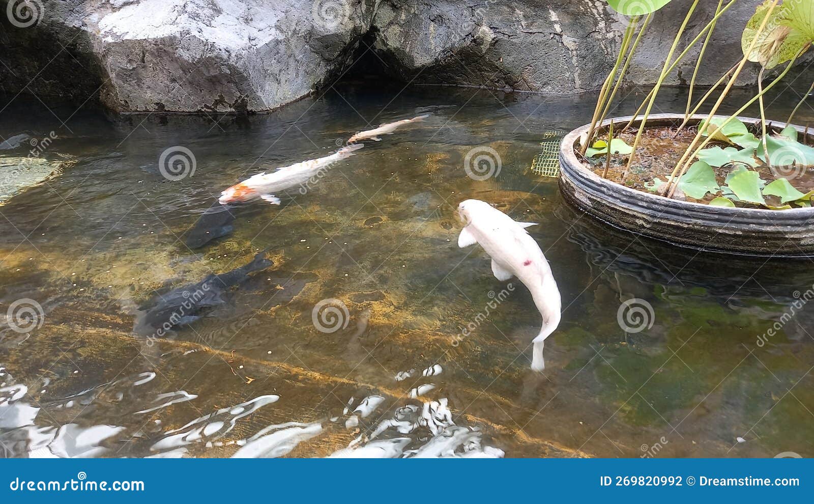 White Koi Fish and Lotus Plants and Natural Rocks Stock Photo Image