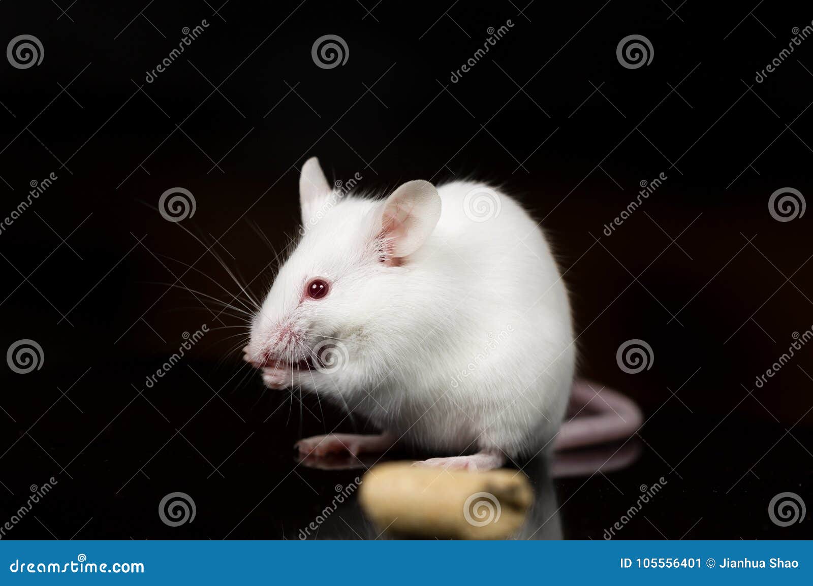 white mice food