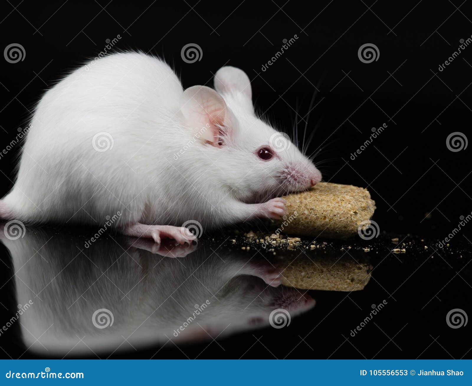 white mice food