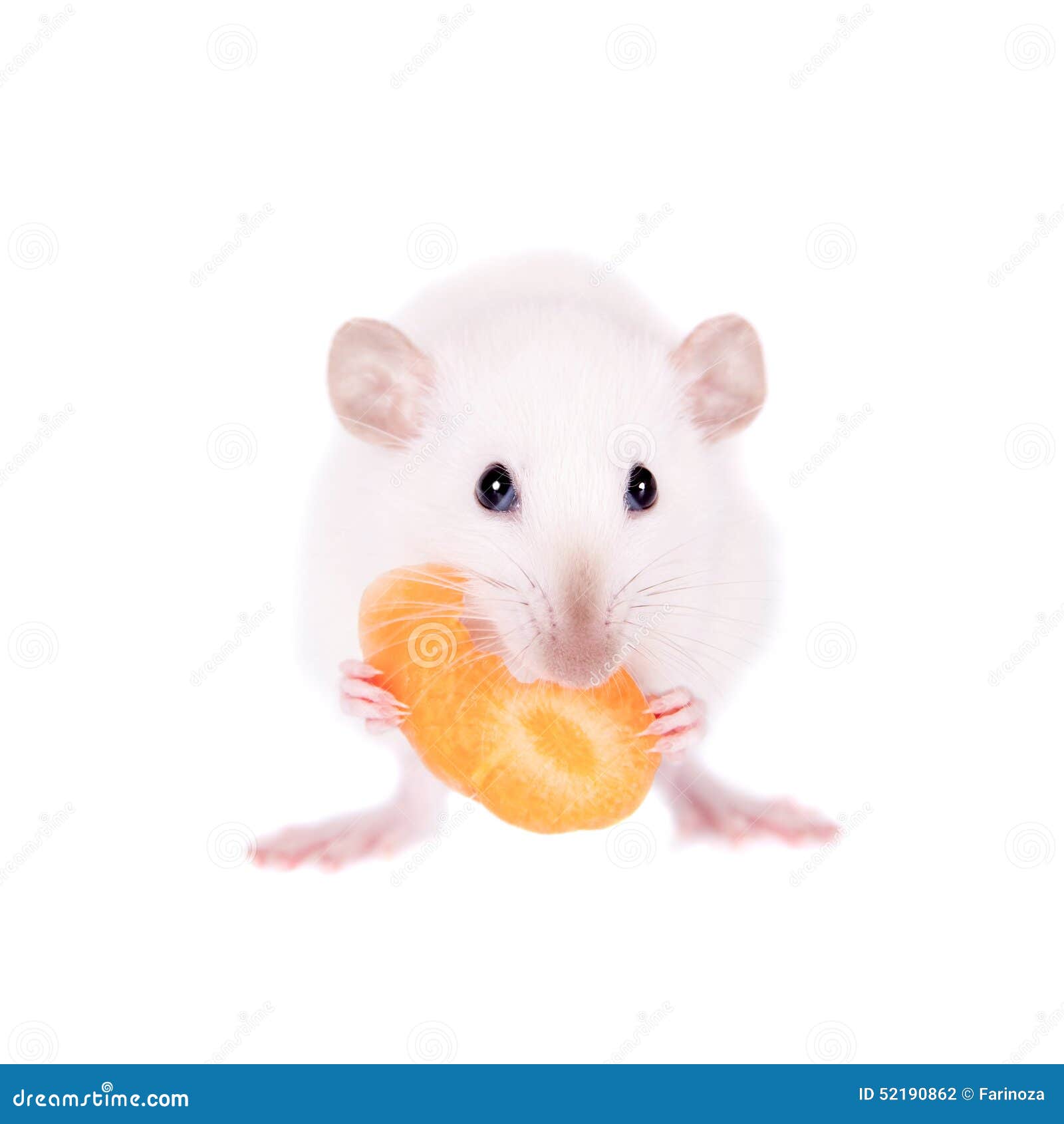 White Laboratory Rat Eating Carrot Stock Photo Image of closeup