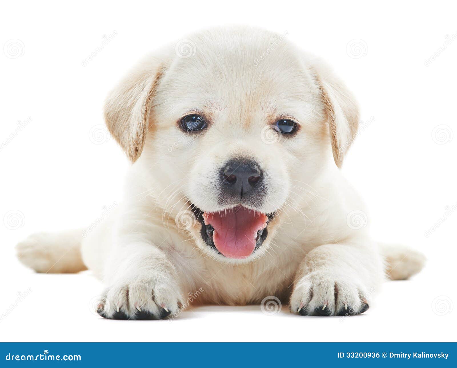 white labrador puppy