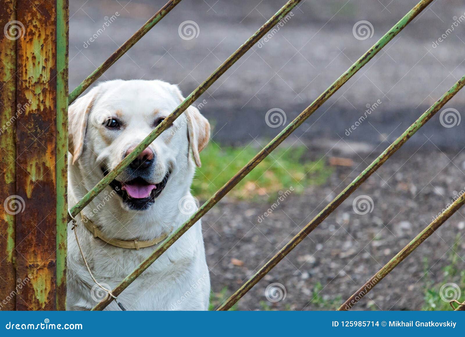 White Labrador Retriever Dog Tied By Metal Chain On The ...