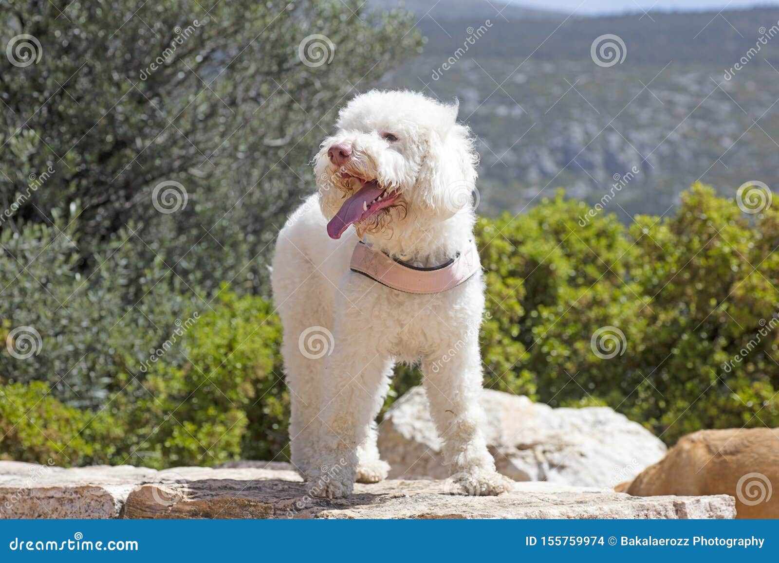 white lagotto romagnolo dog portrait macro background fine art in high quality prints products fifty megapixels