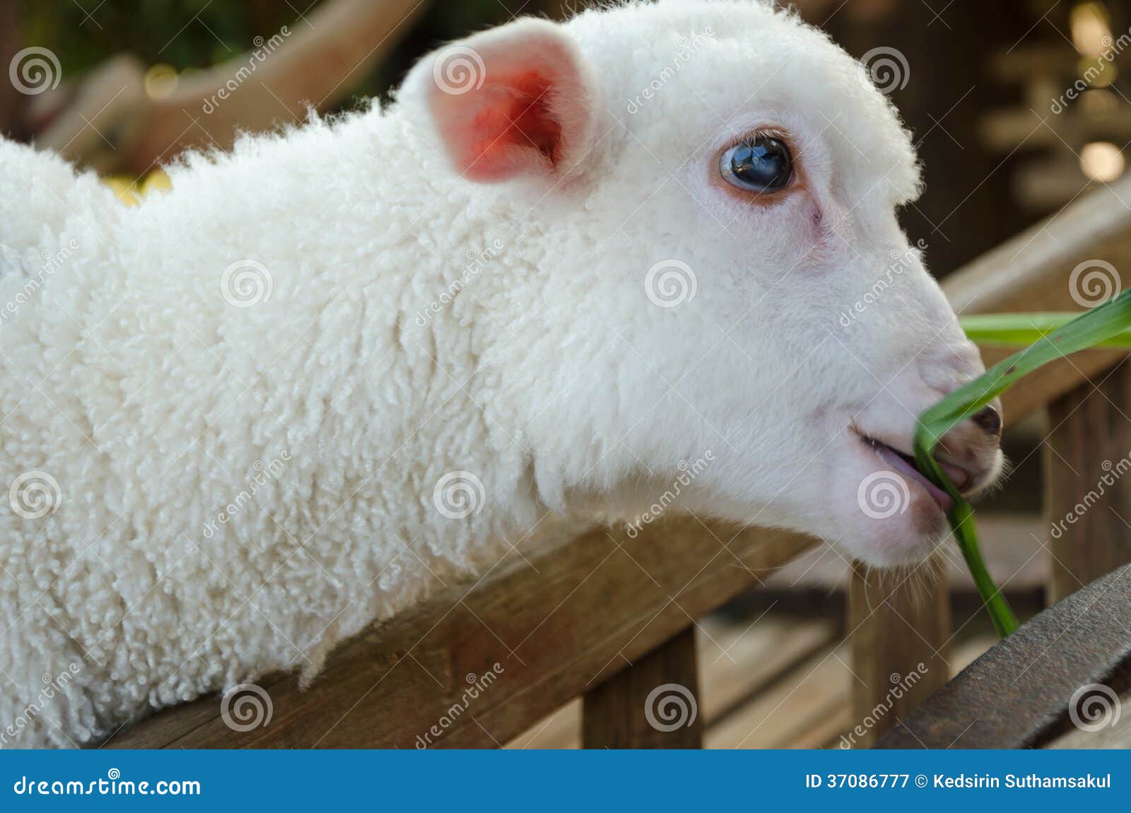 White lamb eating grass stock image. Image of nature 37086777