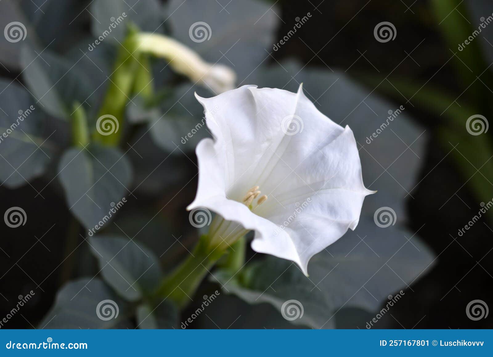 Solanaceae: Datura