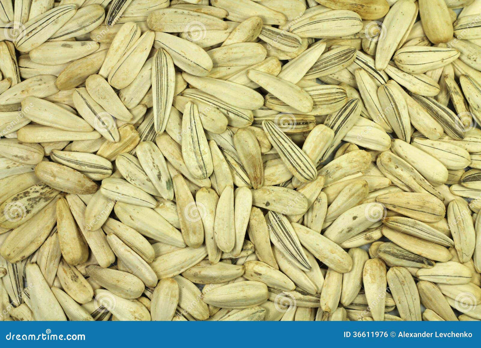 White Large Sunflower Seeds Background Stock Photo Image of roasting