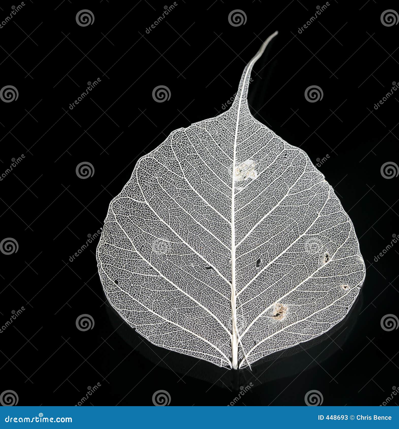 White leaf stock image. Image of