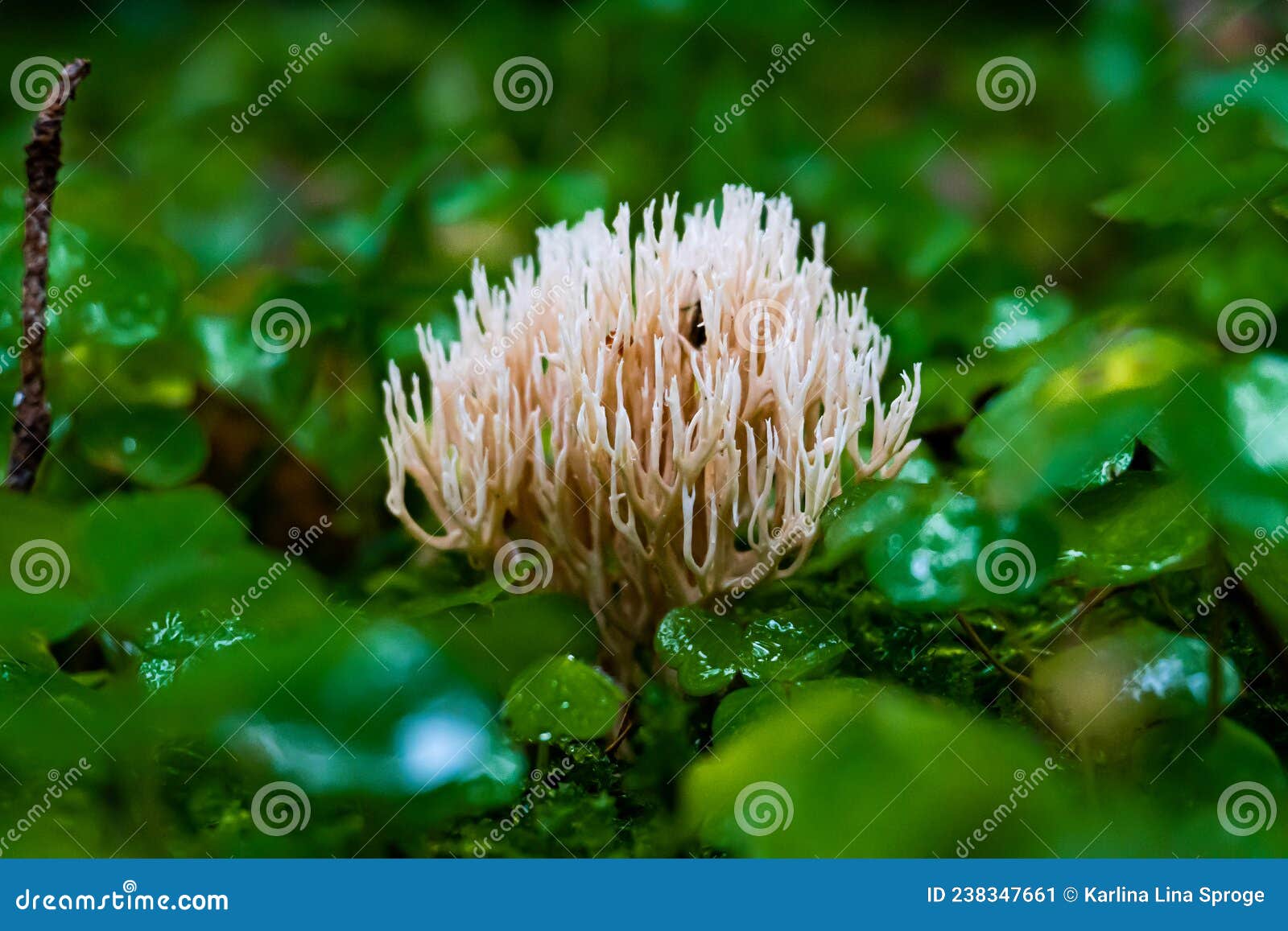 white lentaria mushroom in a wet green forest covered in rain drops