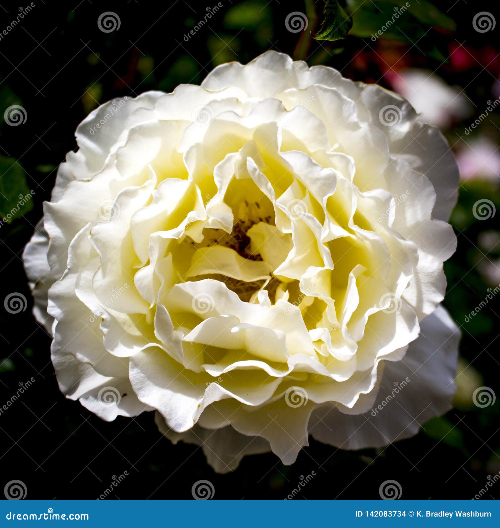 White Licorice Rose stock photo. Image of beautiful 142083734