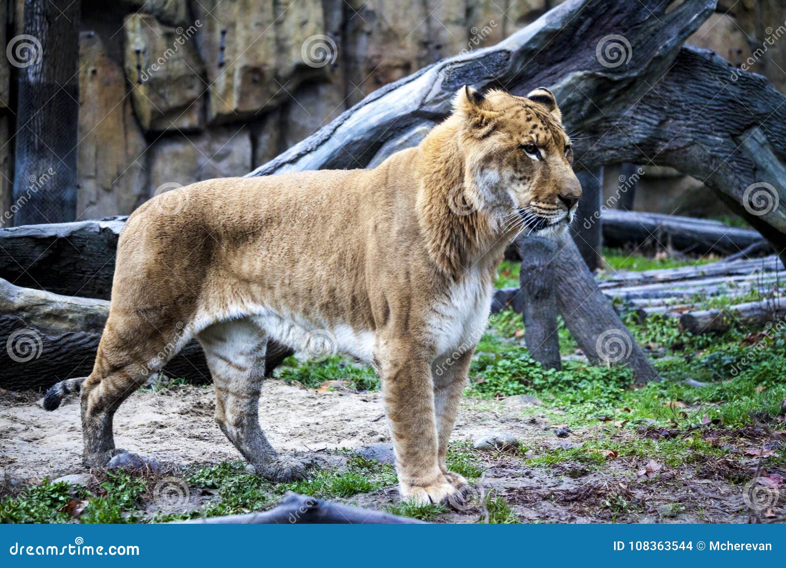 White Liger for a Walk in the Zoo Aviary. Ligr. a Hybrid of a Lion ...