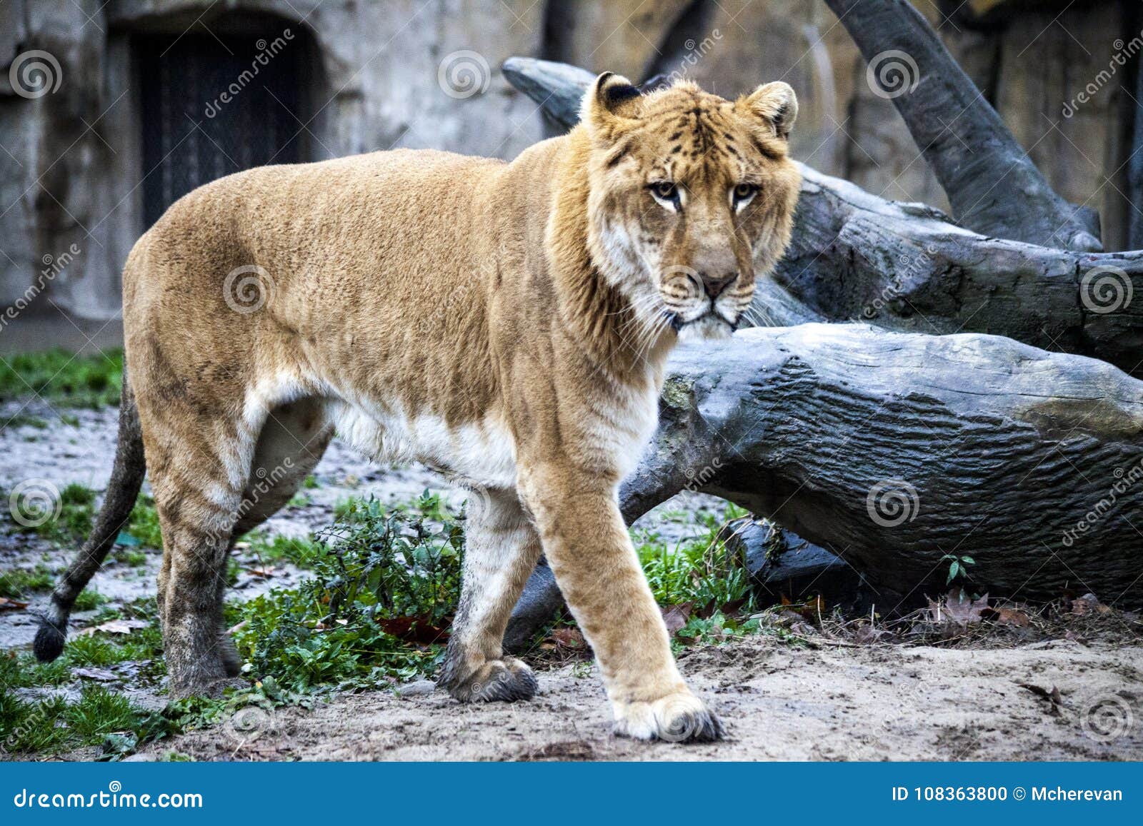 White Liger for a Walk in the Zoo Aviary. Ligr. a Hybrid of a Lion ...