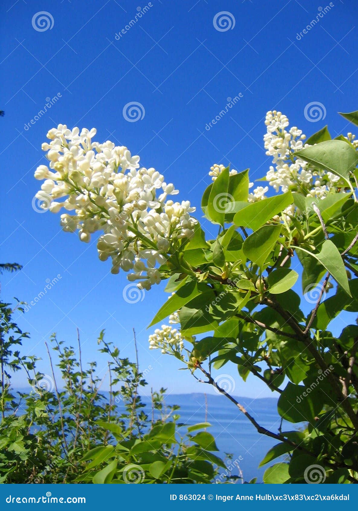 White lilac stock photo. Image of flower, tree, blooming 863024