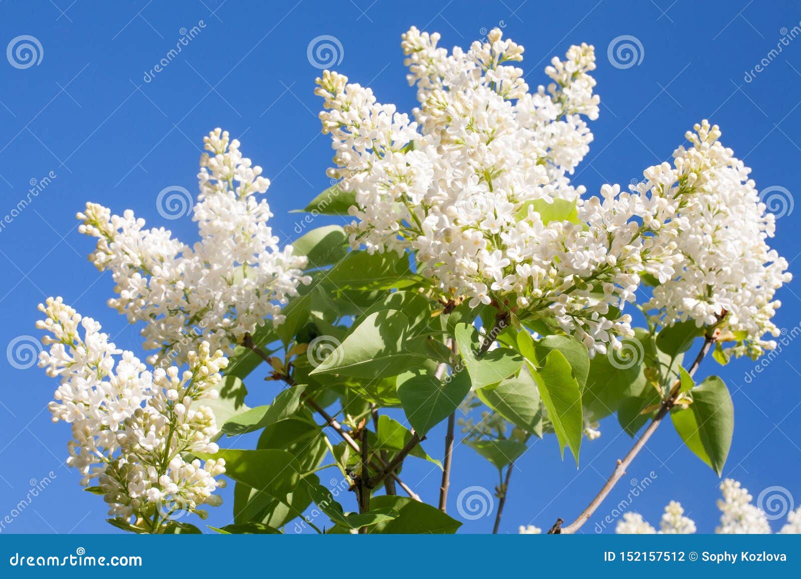 White Lilac Tree Flowers Closeup View Stock Photo Image of city, bloom 152157512
