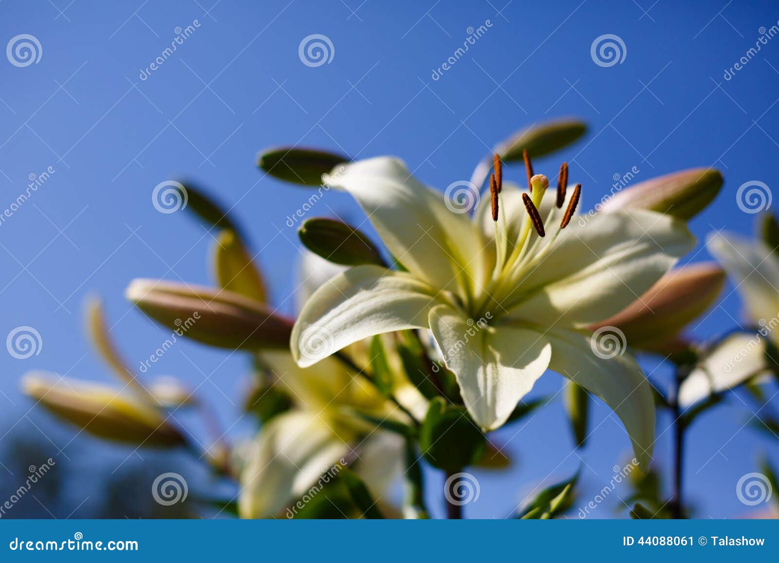 White Lilies on a Blue Background Stock Image Image of field