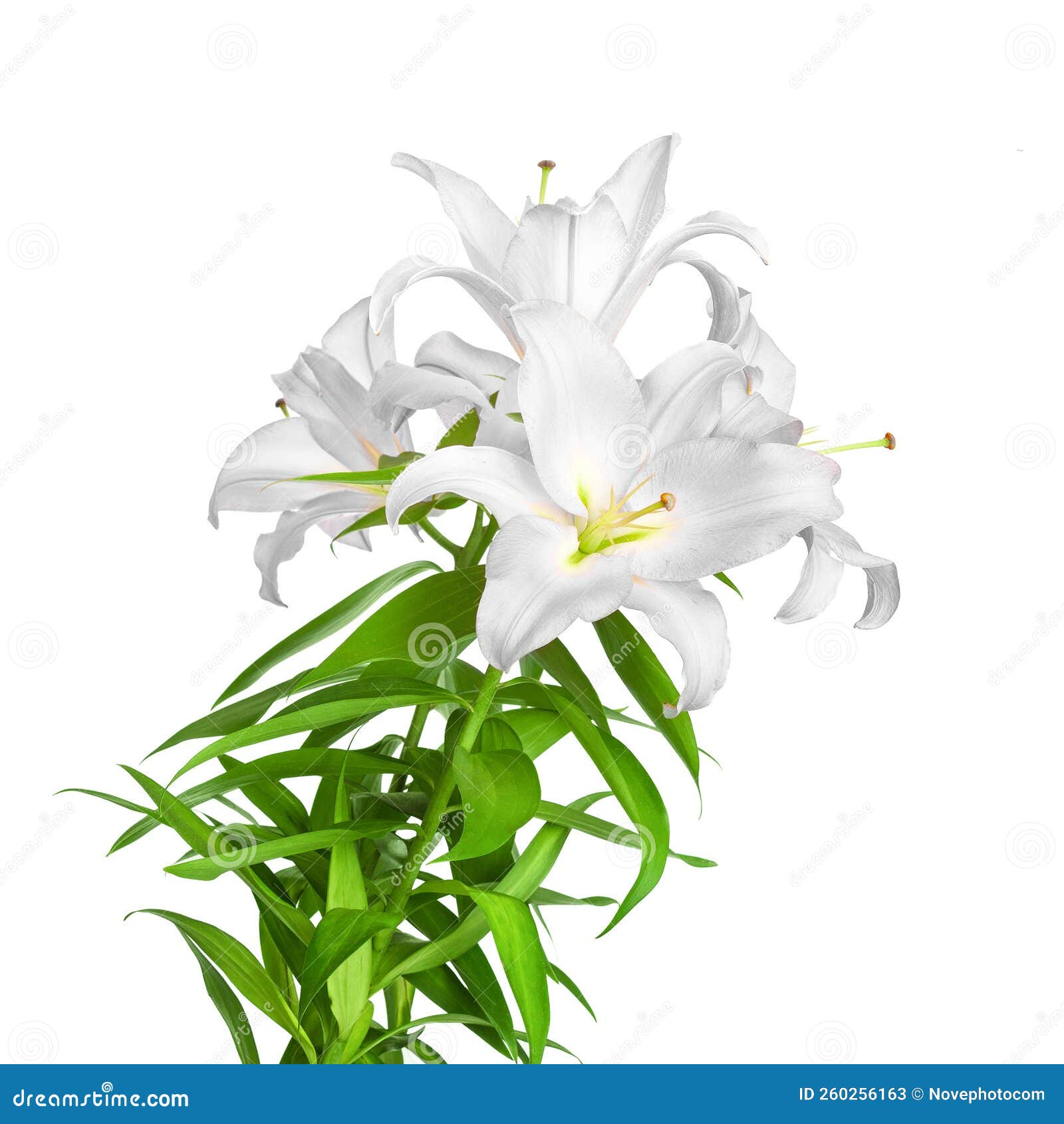 White Lilies. Lilies Flowers Stock Image Image of color, plant 260256163