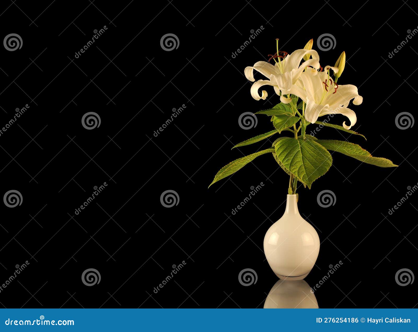 White Lilies in a Glass Vase Stock Photo Image of painting, isolated