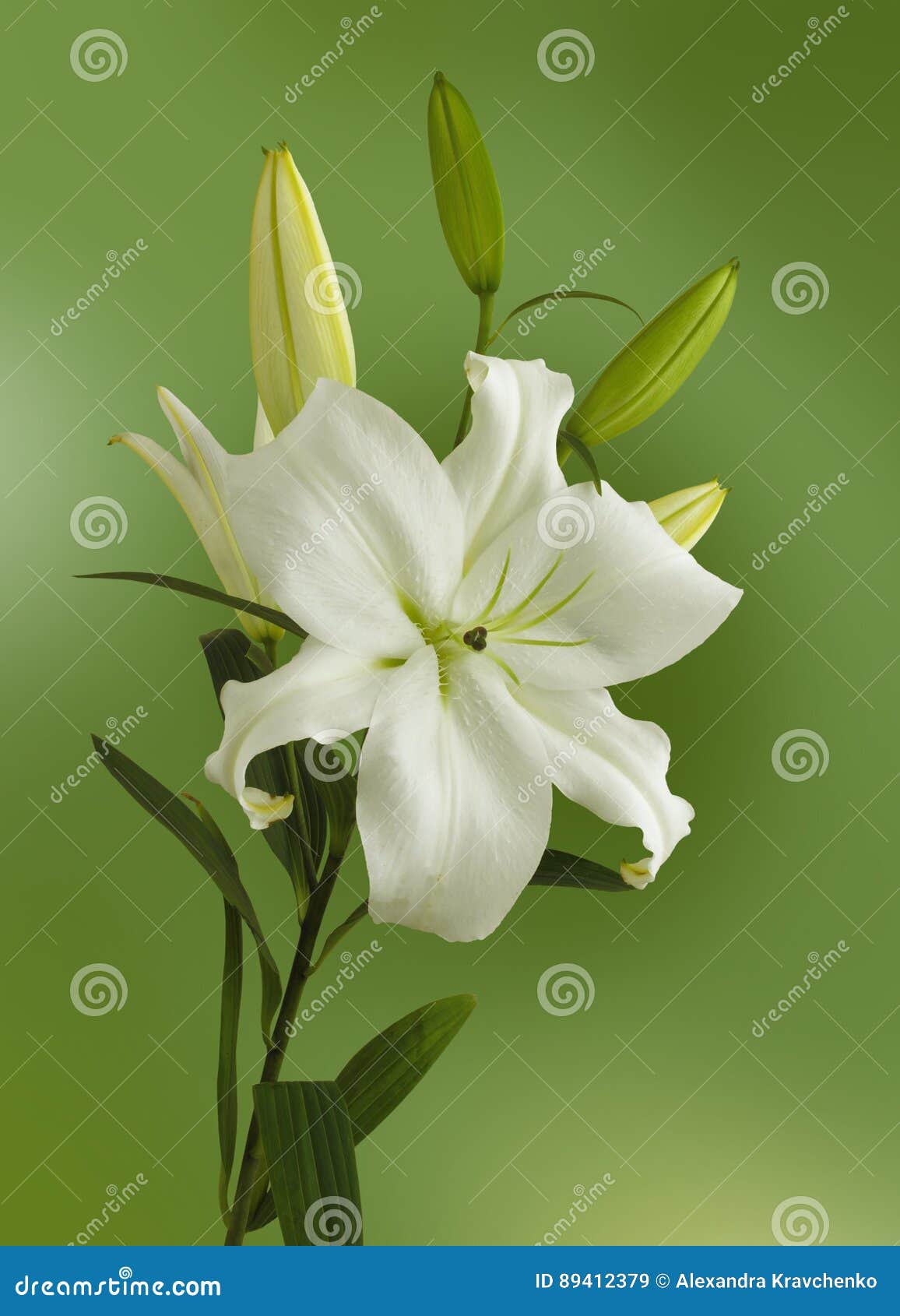 White lilies on the green background