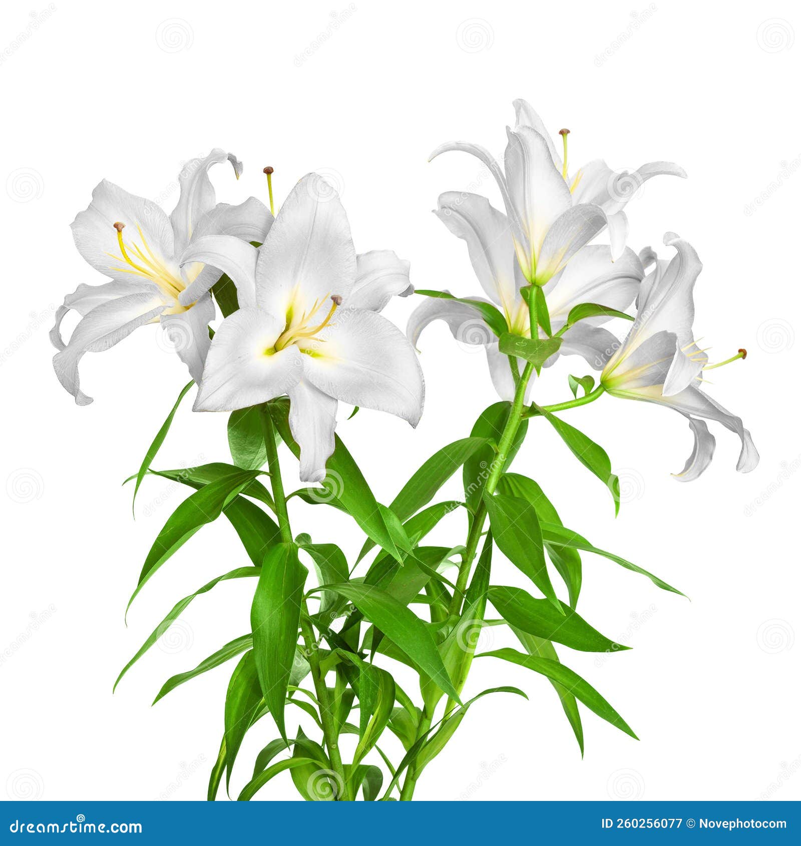 White lilies. Lily flowers stock image. Image of nature - 260256077