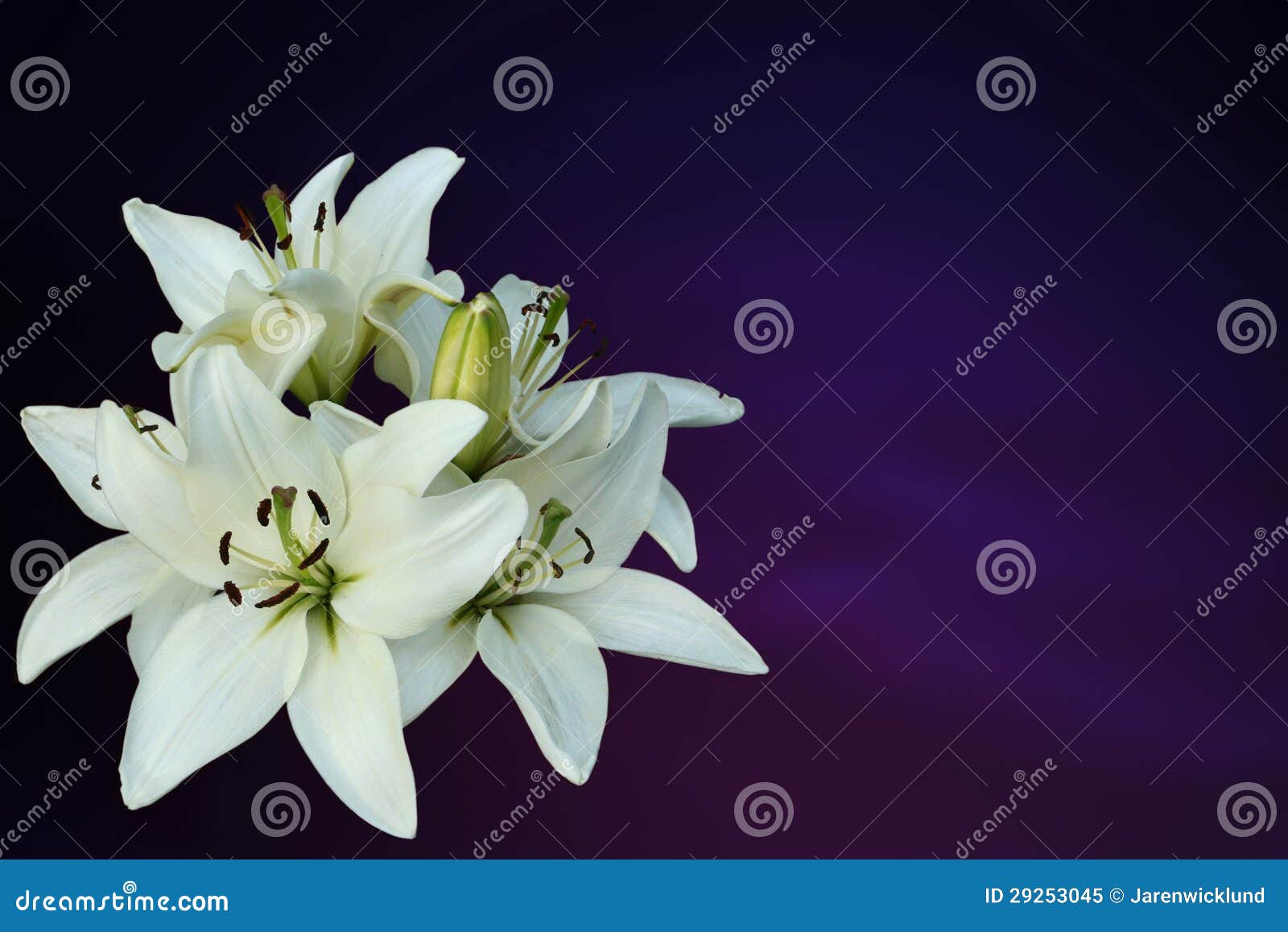 white lilies on purple background