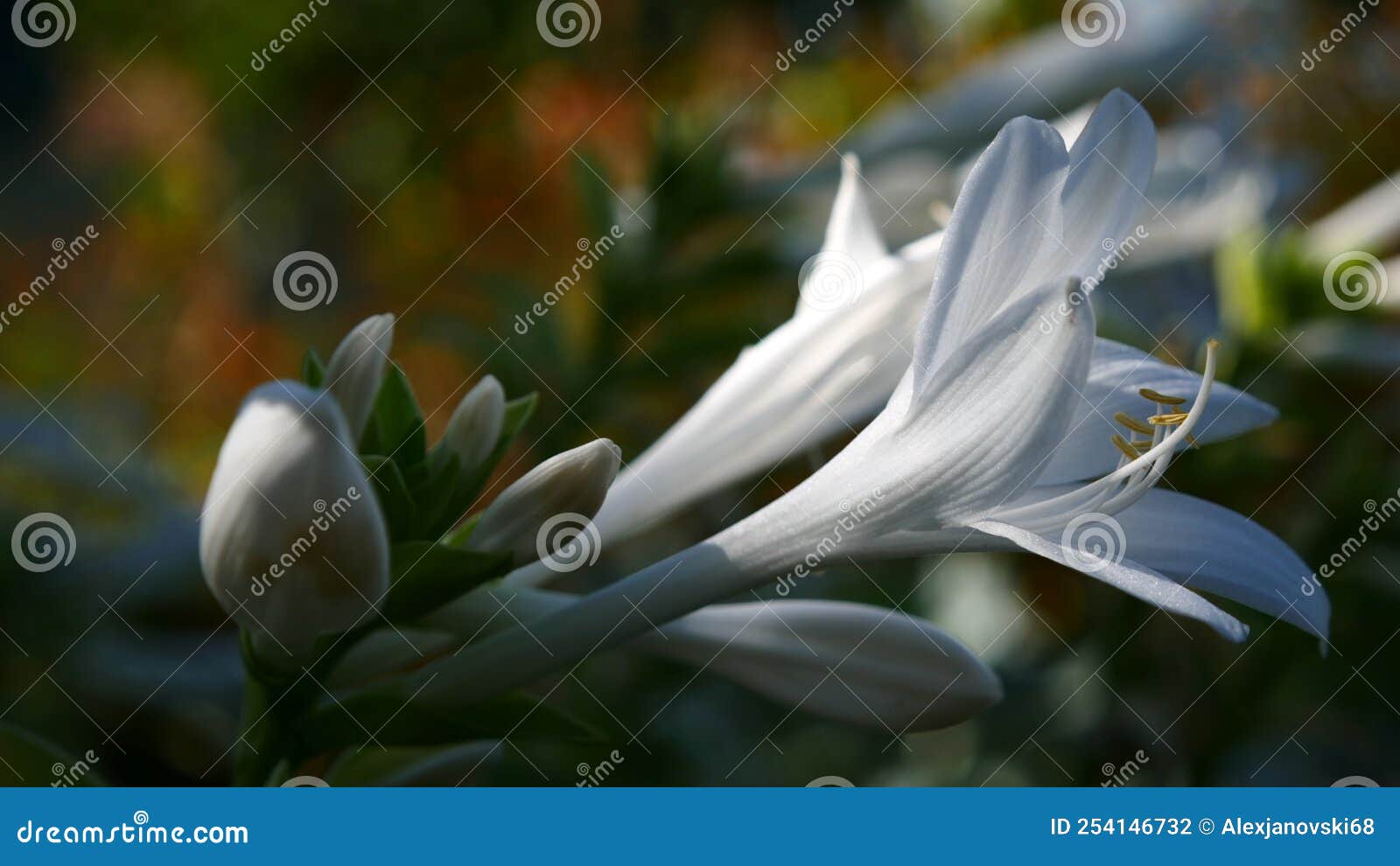 White Lilies Sideways in Dim Light Stock Photo Image of leaf, blossom