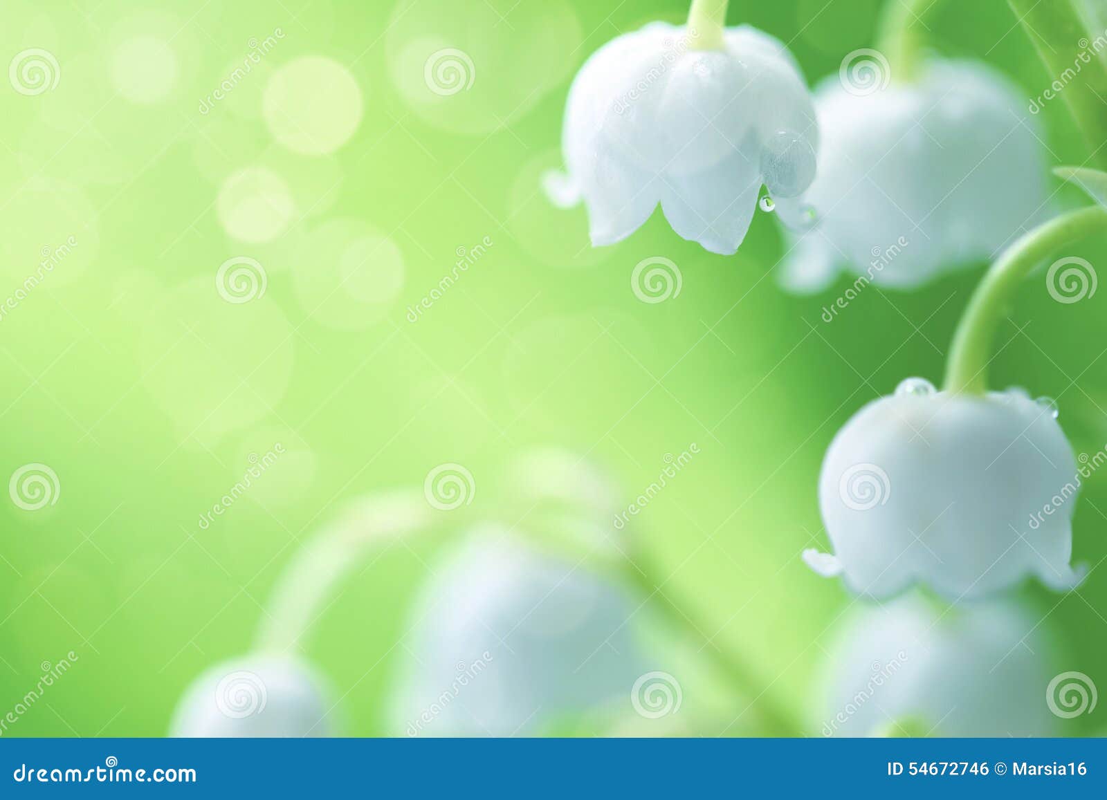 white lilies of the valley in the dew