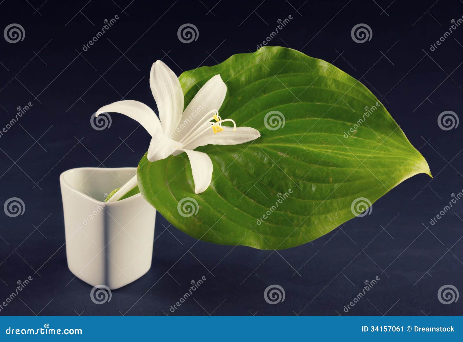 White lily stock image. Image of bluish, fresh, line - 34157061