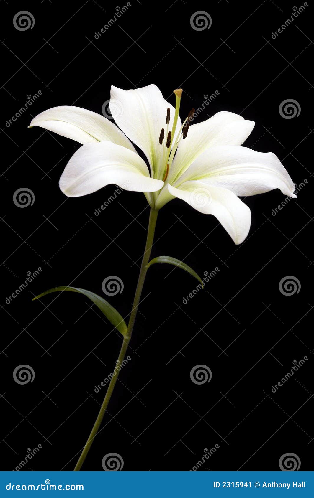 white lily on black