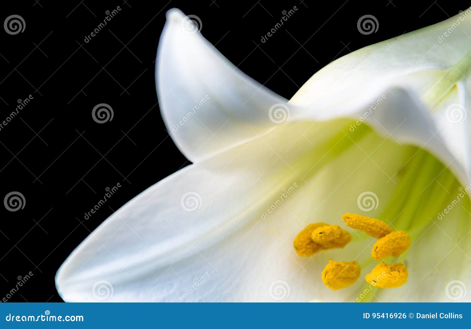 white lily on a black background