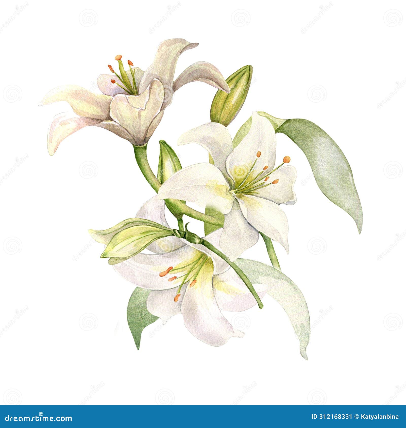 white lily and buds watercolor composition  on white. white flower botanical  hand drawn. lily bunch