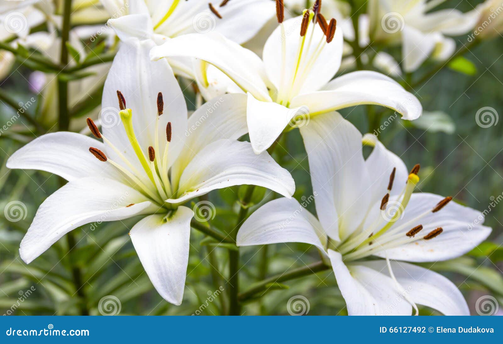 White Lily Flowers In A Garden Stock Photo Image Of Gift Foliage