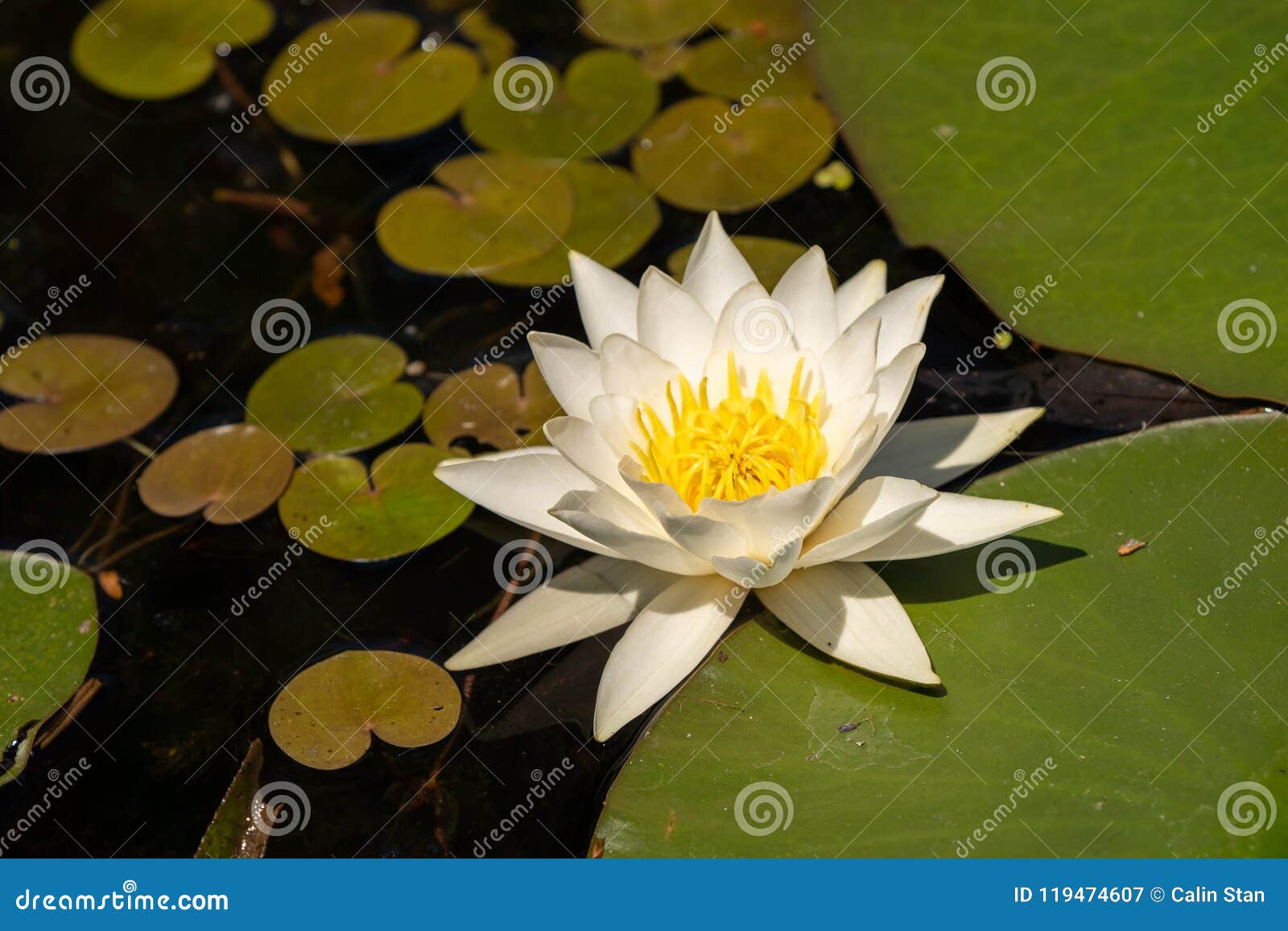 white lily lotus with yellow polen on dark background floating o
