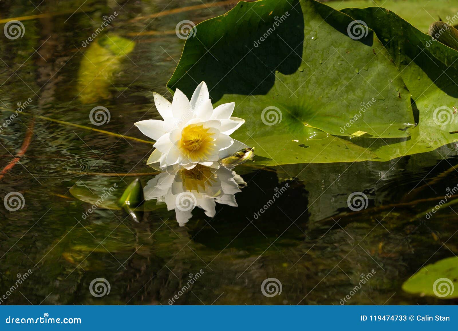 white lily lotus with yellow polen on dark background floating o