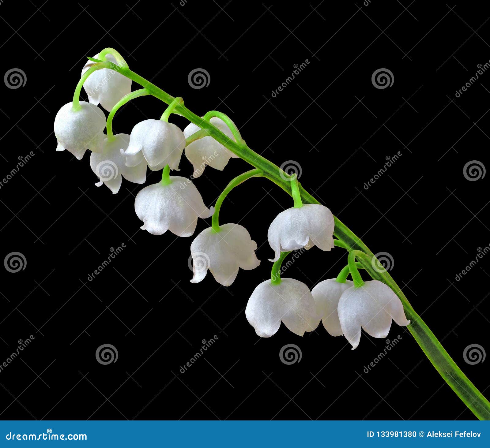 White Lily of the Valley Flower Isolated on a Black Background. Close ...